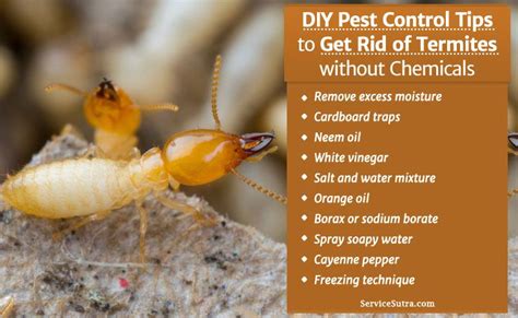 termite control thunderbolt|How to Get Rid of Termites Safely and Effectively .